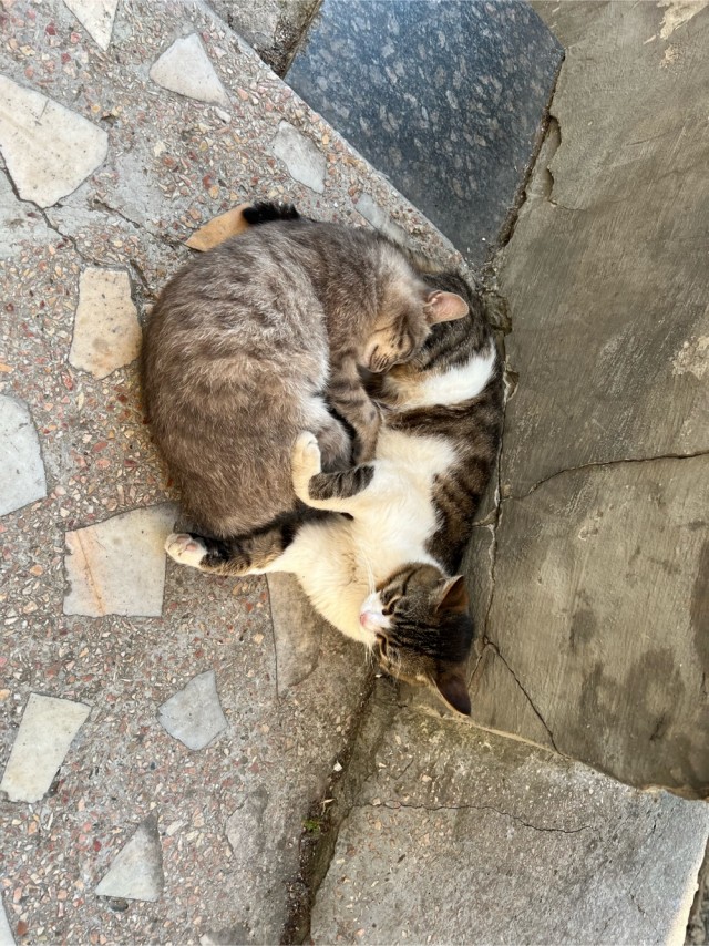 Начну котовторник чуть раньше!