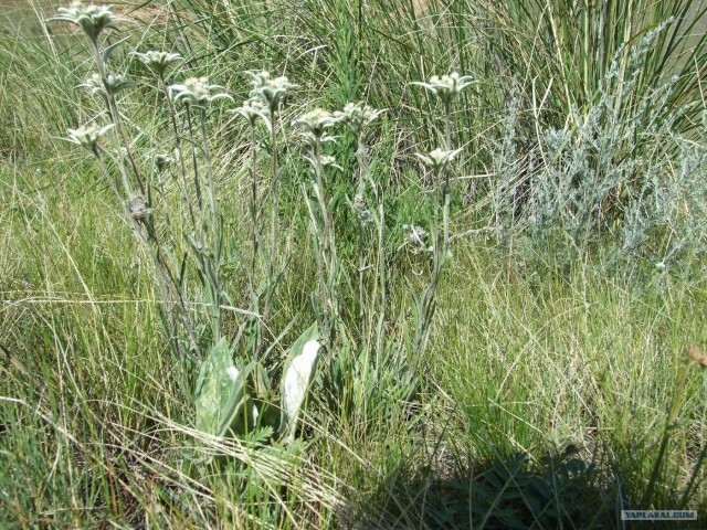 Рыбалка в горах. Плато Ассы.