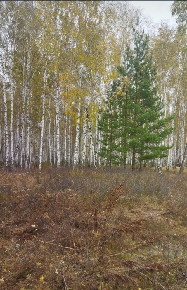 А может быть поделимся печальной красотой?