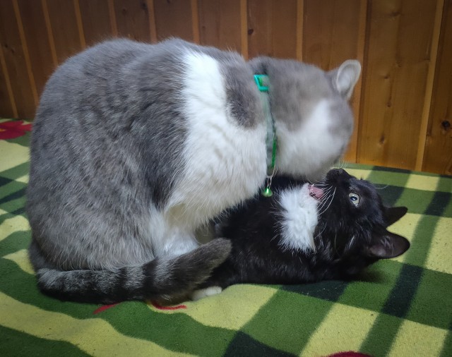 Мой котовторник