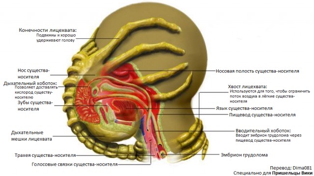 Челябинцам на заметку