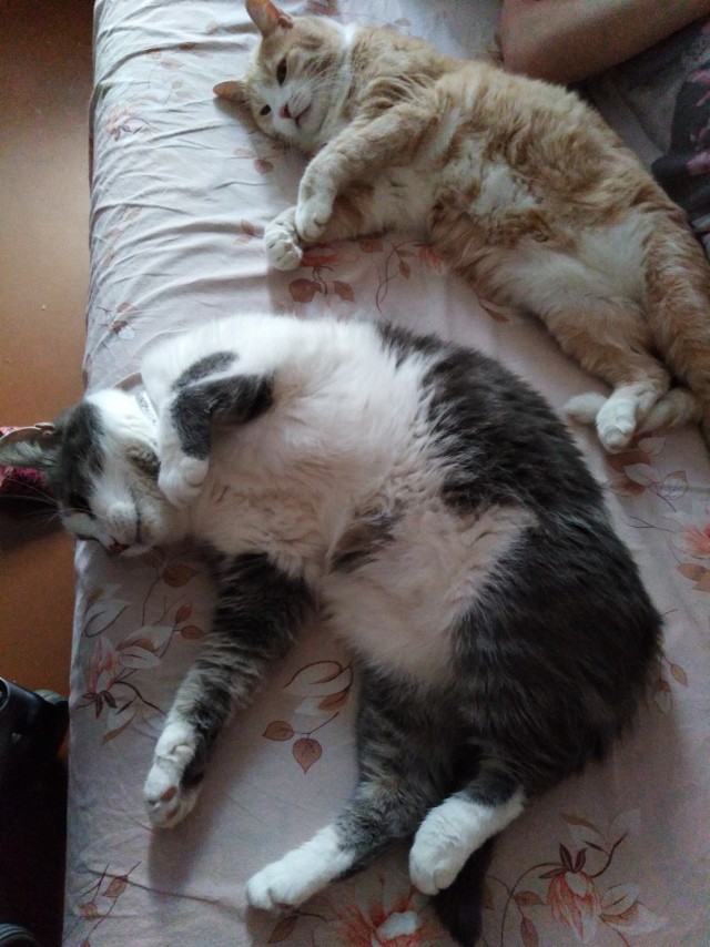 Коточетверг!