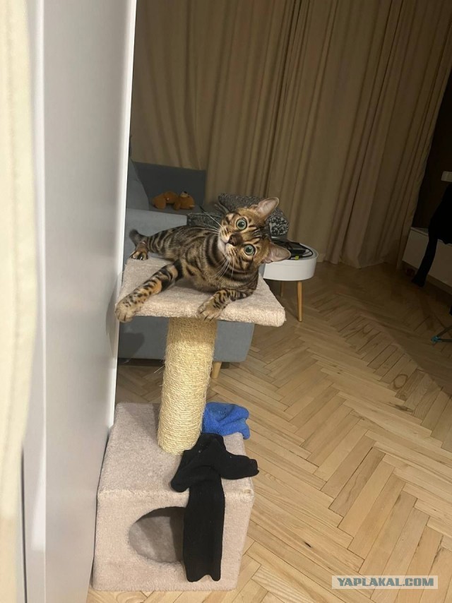Котик Маркиз