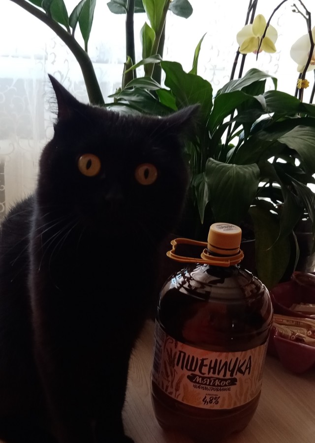 Сегодня всемирный день кошек!
