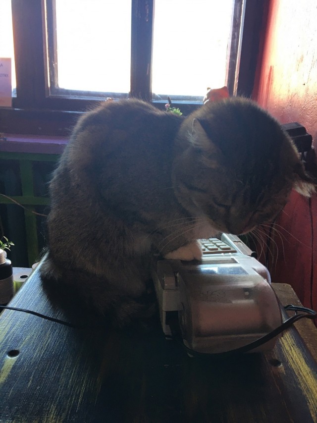 Музей Кота. Минск