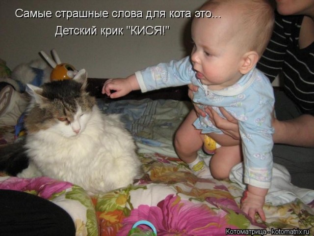 В чём разница между «мяу» и «мур». Что кошка хочет вам сказать: перевод с кошачьего