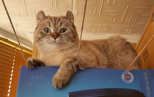 Моя красотка