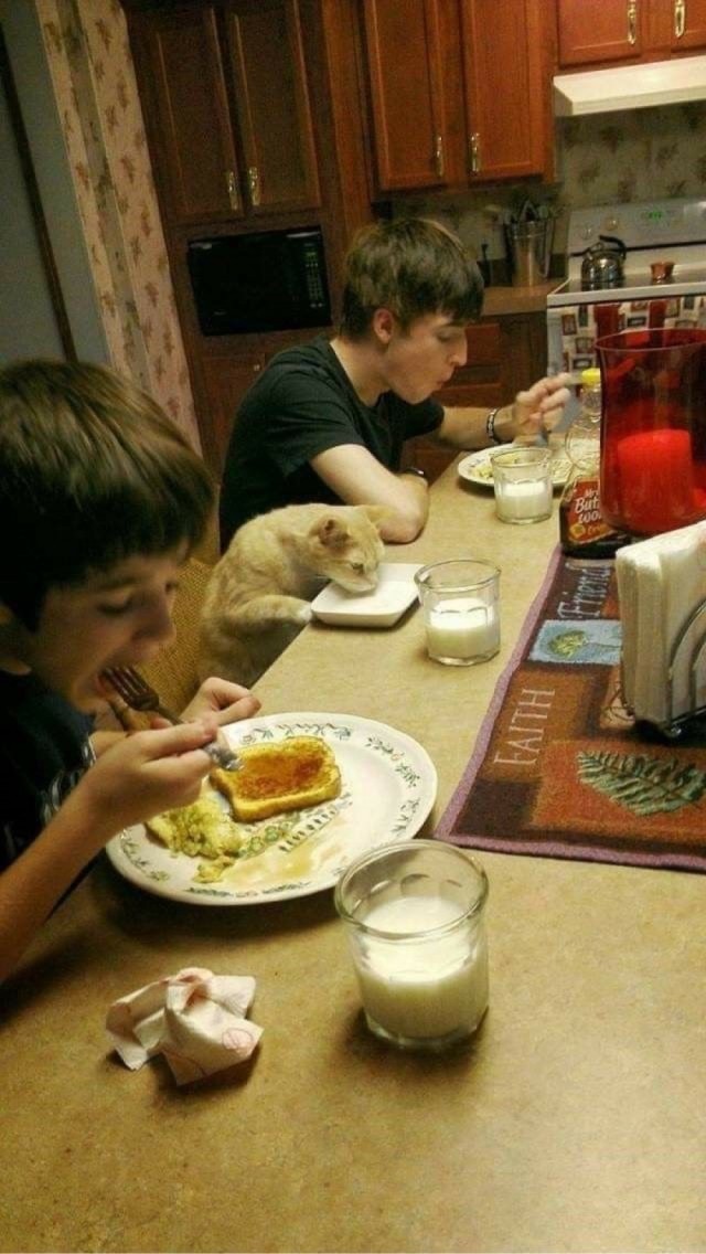 Кот дня