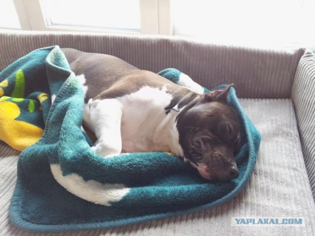 Фокус с хвостом! Кто сможет повторить..?