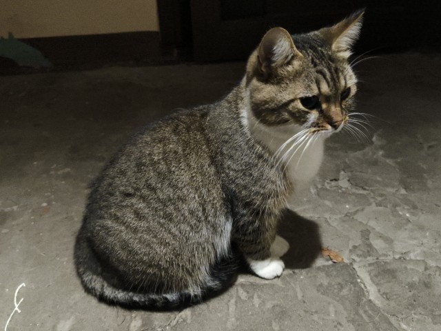 Нужна помощь по котейке!