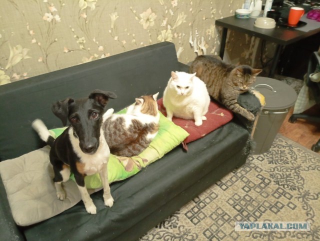Котовторник: групполизинг