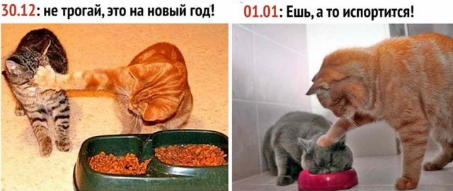 Девушка попросила комментаторов сделать вид, что они одна большая семья, которая готовится к новому году.