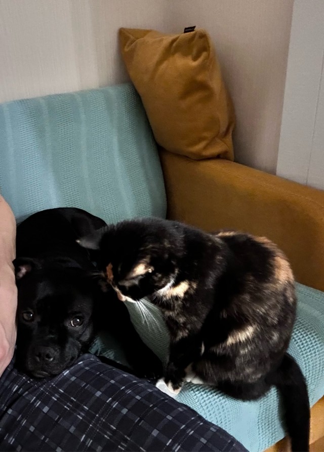 Коты против собак