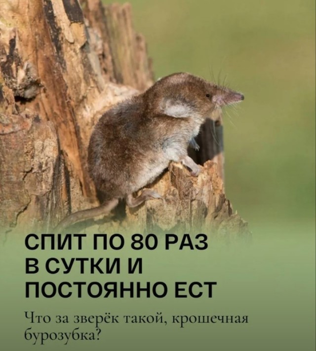 Жалуются на бояны местные.