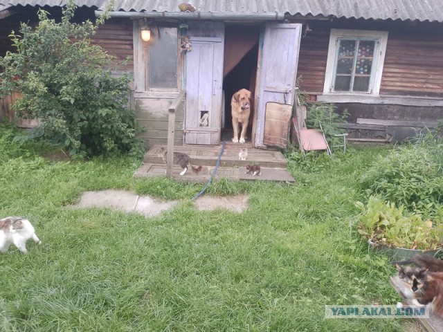 Жизнь домашнего приюта для котеек 552