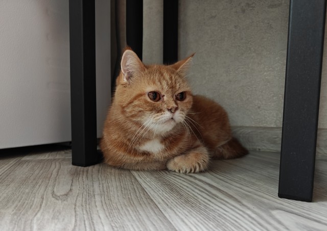 С котовторником!