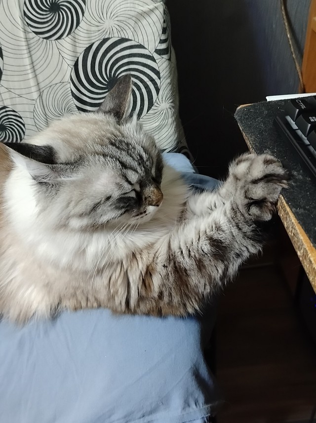 Котовторник 16.12.2025
