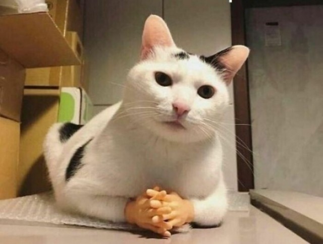 Сурдопереводчик