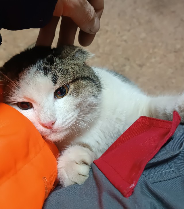 Друзья (котовторник)