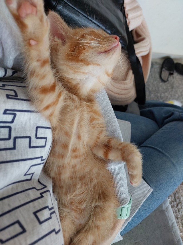 Добрый мужик приютил двух котят⁠. Ну как приютил, у него выбора не было просто