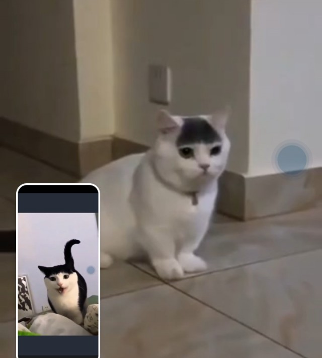 Не по масти