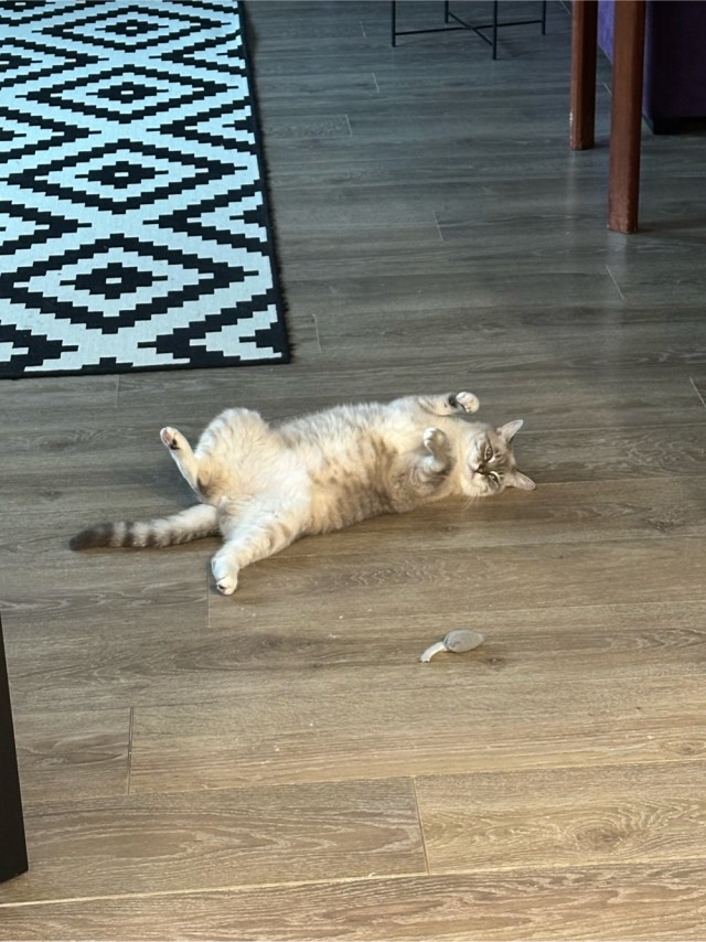 С котовторником!