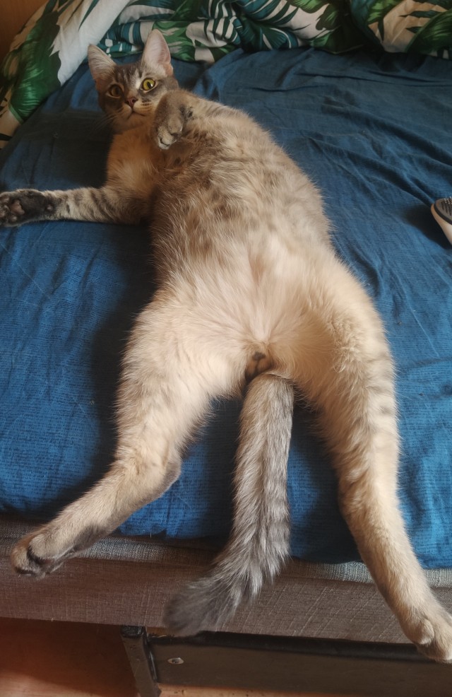 Котовторник!