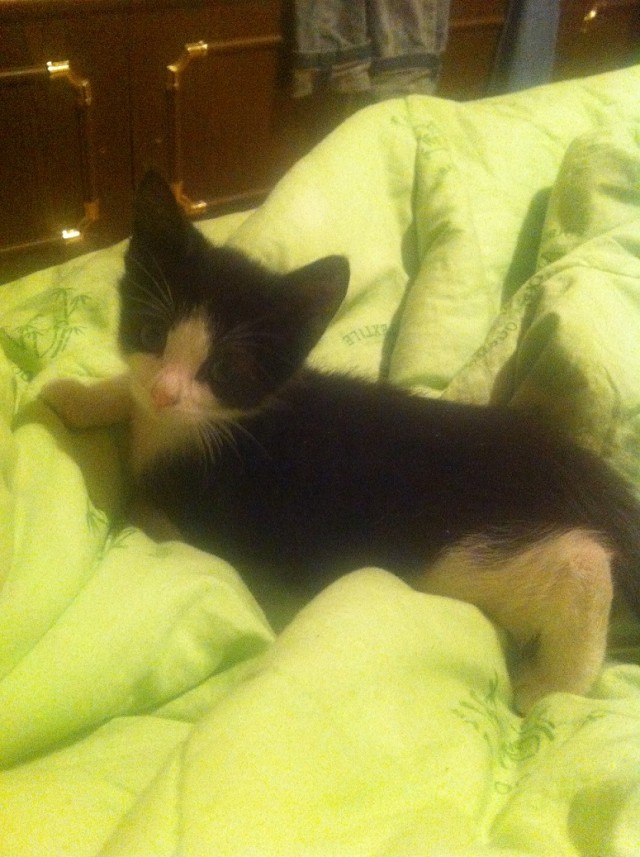 Котофей пришел в котовторник