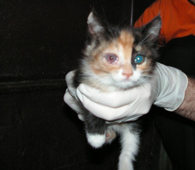 История одного "почти спасения".