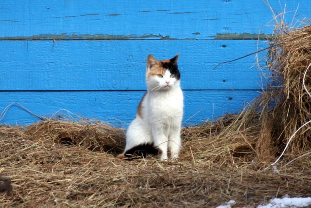 Котовторник  08.04.2014