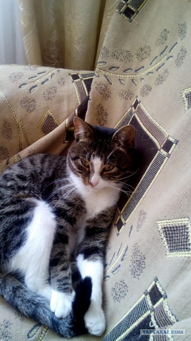 Котовторник 29.04.14.