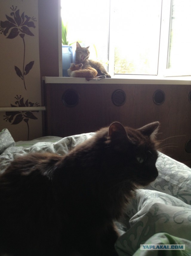 А у тебя есть фото твоей зевающей котейки ?