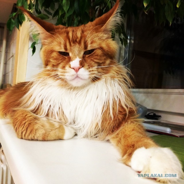 Котовторник 19.08.2014