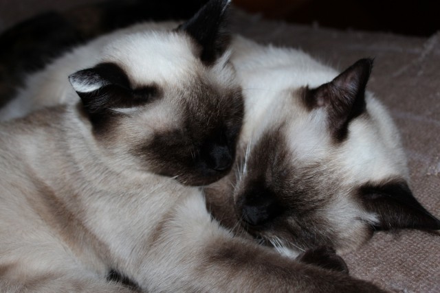 Котовторник 09.09.2014