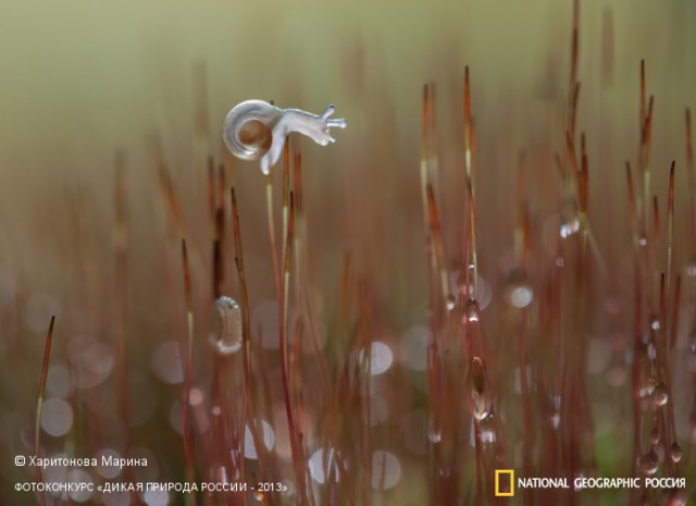 National Geographic,избранное...