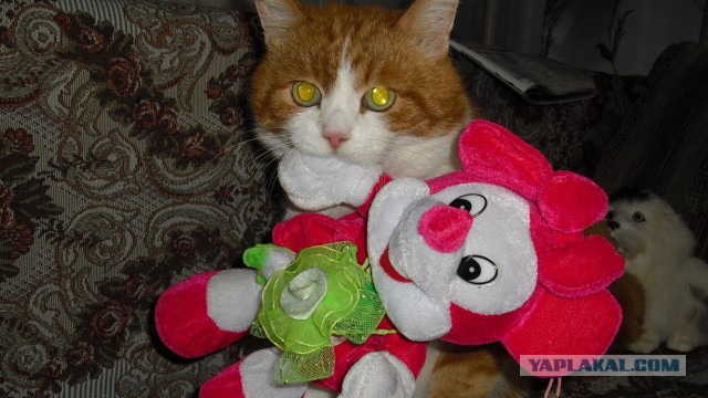 Котовторник 16.12.2014