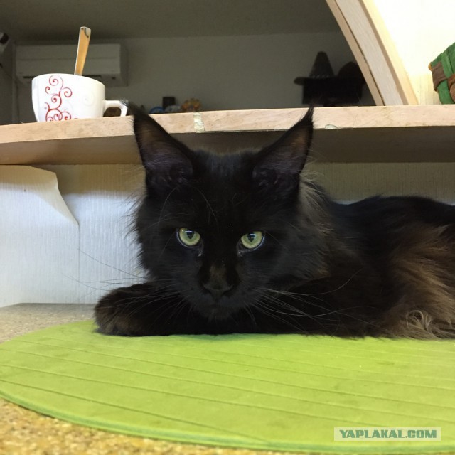 Котовторник