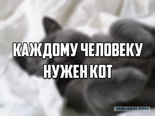 Раз полоска, два полоска