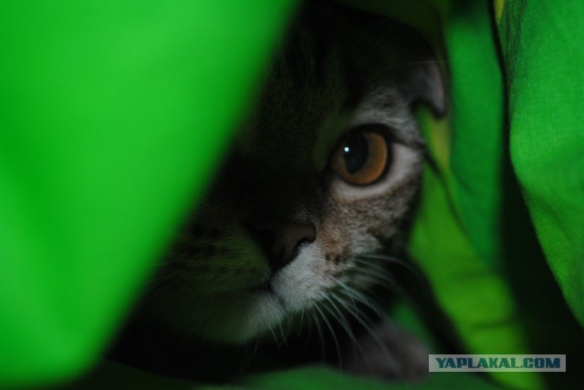 Котовторник 31.03.2015
