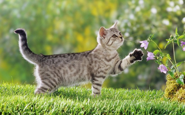 Котэ-факты, что Вы не знали об усатых любимцах!