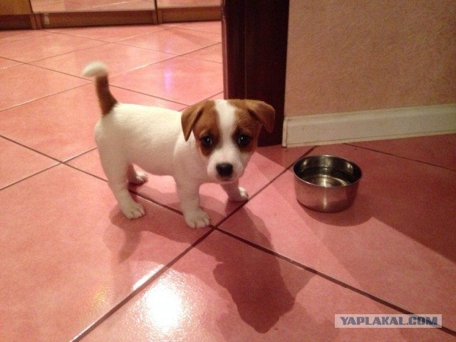 Цобакин четверг