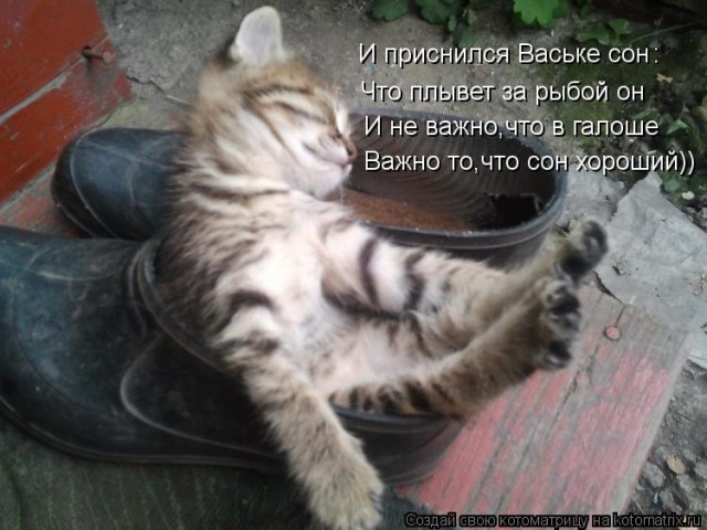 Даешь каждому коту по ботинку!