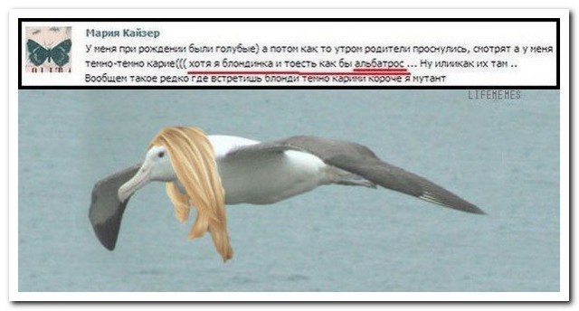 Смешные комментарии 27.09.2015