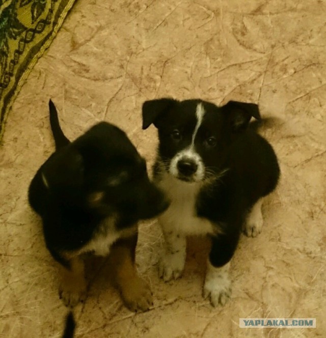 Ульяновск, кому собак на охрану?! 3