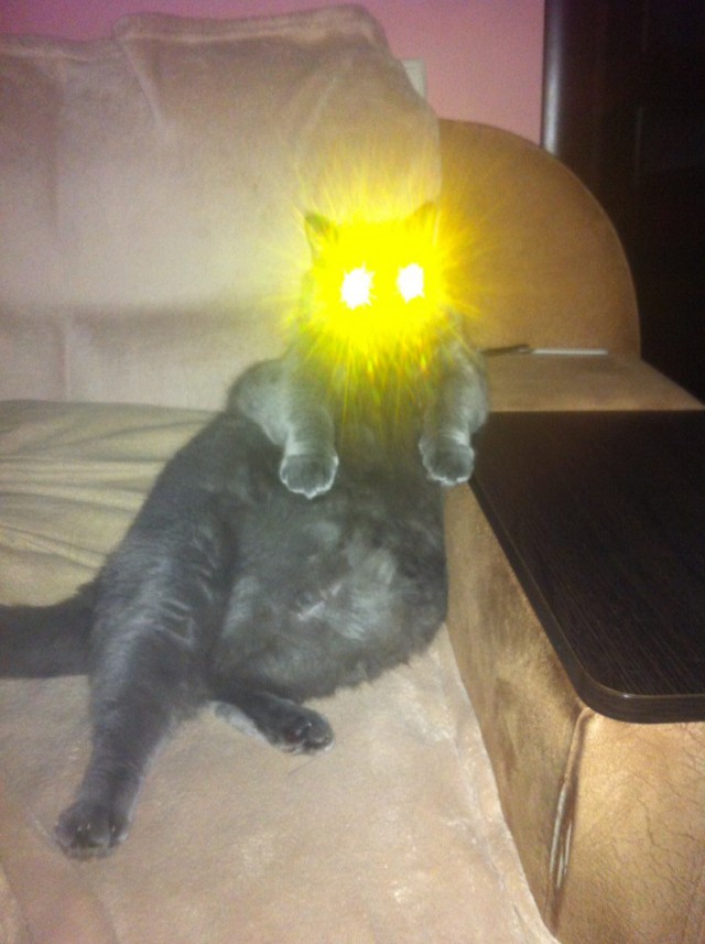 Котовторник