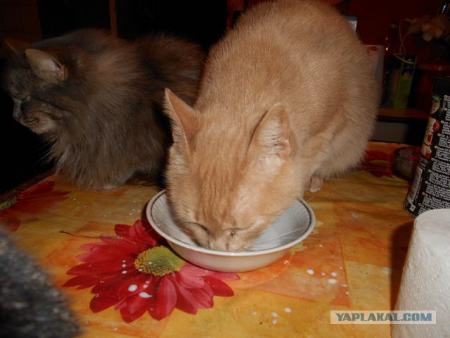 Жизнь домашнего приюта для котеек 92