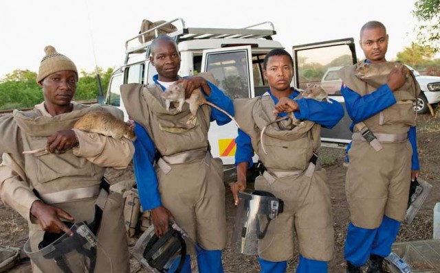 Смышлёный крыс.