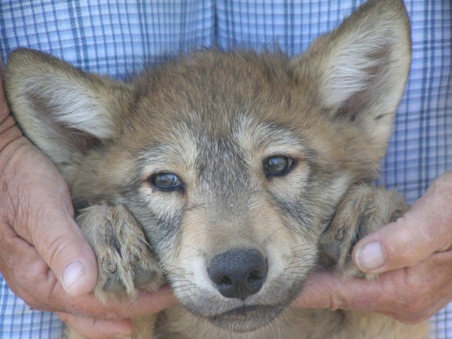 Трое волчат были выброшены на улицу в мороз