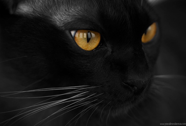 Коты, кошки, котята