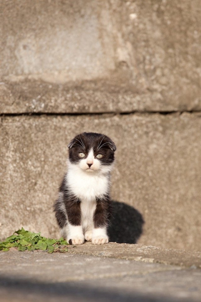 Коты острова Тасиро